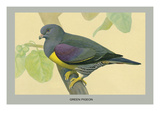 Green Pigeon Prints by Louis Agassiz Fuertes