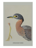 African Night Heron Posters by Louis Agassiz Fuertes