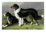 Sheep Dogs Prints by Vero Shaw