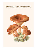 Lacteria Milk Mushrooms Prints by Edmund Michael