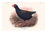 Notornis Hochetetteri Posters by Lionel Walter Rothschild