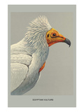 Egyptian Vulture Prints by Louis Agassiz Fuertes