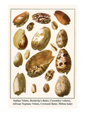Indian Volute, Broderip's Baler, Cucumber Volutes, African Neptune Volute, Crowned Baler, etc. Posters by Albertus Seba