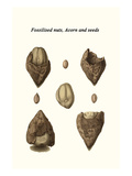 Fossilised Nuts, Acorn and Seeds Prints by James Parkinson