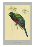 Narina Trogon Print by Louis Agassiz Fuertes
