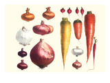 Onions Carrots and Turnips Posters by Philippe-Victoire Leveque de Vilmorin