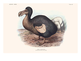 Didus Cucullatus, Dodo, Poster by Lionel Walter Rothschild