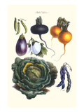 Vegetables; Eggplant, Beans, Cabbage, Turnips Print by Philippe-Victoire Leveque de Vilmorin