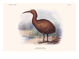 Aphanapteryx Bonasia Prints by Lionel Walter Rothschild
