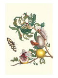 Fruiting Guava and Stinging Caterpillar Prints by Maria Sibylla Merian