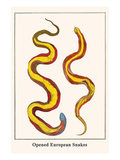 Opened European Snakes Poster by Albertus Seba