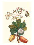 Moth on Cashew Apple Poster by Maria Sibylla Merian