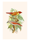 Red Faced Finch or "Wiener's Astrild" and Crimson Winged Finch Poster by F.w. Frohawk