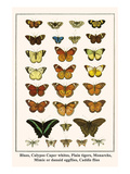 Blues, Calypso Caper Whites, Plain Tigers, Monarchs, Mimic or Danaid Eggflies, Caddis Flies Prints by Albertus Seba