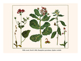 Milk Weed, Stork's Bill, Hamphire-Purselane, Spider Orchids Posters by Albertus Seba