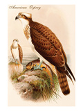 American Osprey Prints by John Gould