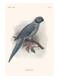Palaeornis Exsul Photo by Lionel Walter Rothschild