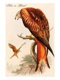 Kite or Glead Affiches par John Gould