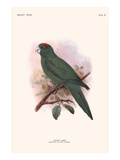 Conurus Labati Prints by Lionel Walter Rothschild