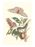 Limbo Tree with Owlet Moth Print by Maria Sibylla Merian