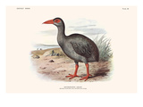Wrythromachus Leguati Posters by Lionel Walter Rothschild