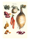 Vegetables; Onion, Potato, Carrot, Roots, Tubers Posters by Philippe-Victoire Leveque de Vilmorin