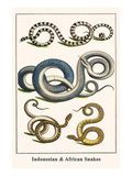 Indonesian and African Snakes Láminas por Albertus Seba