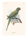 Palaeornis Wardi Prints by Lionel Walter Rothschild