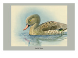 Cape Teal Posters by Louis Agassiz Fuertes
