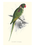Footed Parakeet - Psittacula Eupatria Posters by Edward Lear