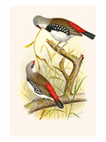 Diamond Sparrow or White Headed Finch Prints by F.w. Frohawk