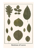 Skeletons of Leaves Print by Albertus Seba