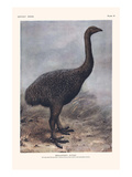 Megalapteryx Huttoni Posters by Lionel Walter Rothschild