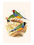 Gouldian Finch, Black Headed and Red Headed Prints by F.w. Frohawk