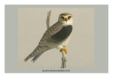 Black Shouldered Kite Posters par Louis Agassiz Fuertes