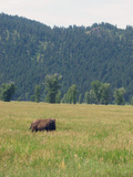 Dealing with Brucellosis Photographic Print by Becky Bohrer