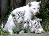 APTOPIX Argentina White Tigers Photographic Print by Eduardo Di Baia