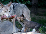 Wolf Pup Photographic Print by Tom Uhlman