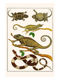 Lizards, Snakes, Chameleons Prints by Albertus Seba