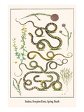 Snakes, Scorpion Eater, Spring Heath Posters by Albertus Seba
