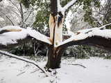 October Snow Photographic Print by Michael Dwyer