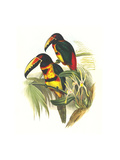 Collared Aracari Posters by John Gould