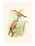 Common African Waxbill and St. Helena Waxbill Posters by F.w. Frohawk