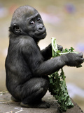 APTOPIX Zoo President Kiki Photographic Print by Elise Amendola