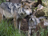 Mexico Wolves Photographic Print by Eduardo Verdugo