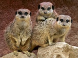 APTOPIX Britain Easter Meerkats Photographic Print by Matt Dunham