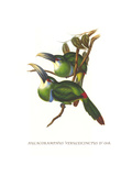 Blue Banded Toucanet Poster by John Gould