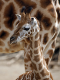 DEU Giraffenbaby Photographic Print by Kai-uwe Knoth