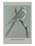 Afircan Swallow Tailed Kite Affiches par Louis Agassiz Fuertes