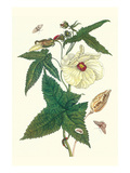 Musk Okra with Tetrio Sphinx Posters by Maria Sibylla Merian